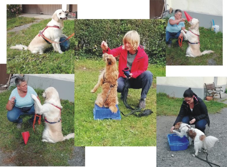 Intensivtraining Beschäftigung für den Hund Murrtaler